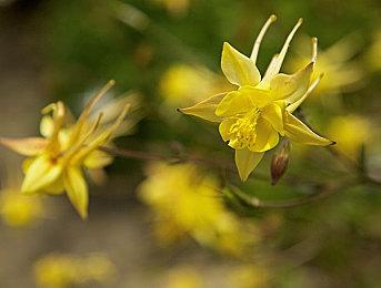 《暗黑破坏神4》下次篝火聊天定在3月1日 首次展示试炼场